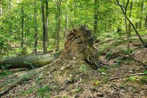 If you come across fallen over trees with displaced roots sticking out on your hikes in Indiana, a new study says it’s a sign of extreme wind events.