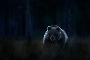 Bear in the dark