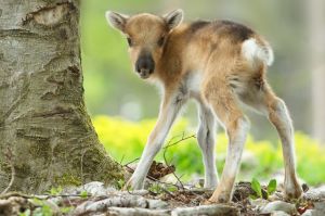 Baby reindeer on wobbly legs.