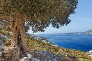 Olive tree on the Greek coast