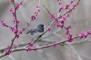Junco bird in redbud tree on a grey spring day