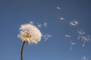 Dandelion seeds floating away into the sky.