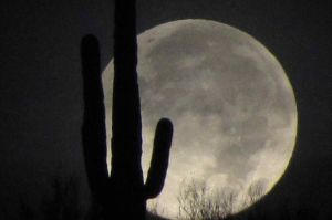 Cactus full moon.