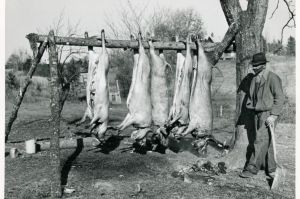 Black and white image of butchered hogs