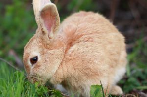 Small tan bunny rabbit