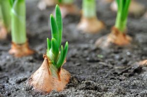 Onions growing in ground