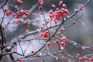 Winter berries, frosted, on bare branches