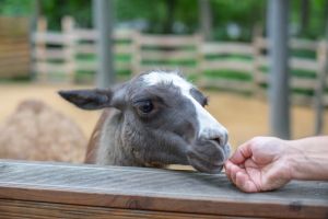 Llama sniffing a hand.