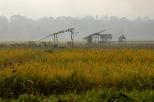 Ramshackled house in a field