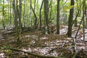 Lake Griffy woods, Bloomington, IN