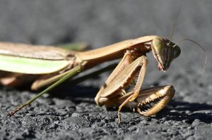Praying mantis lying on the ground