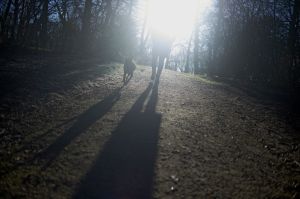 Person walking dog in woods with sunbeams