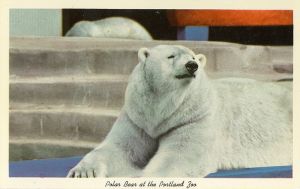 Polar bear at zoo