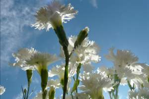 Preparing gardening containers with new soil